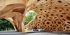 Architecture as Collaboration Between Human and Non-Human Species