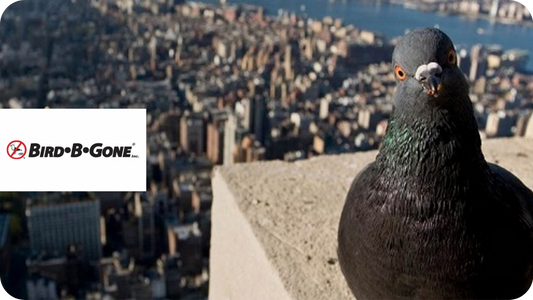 Bird B Gone