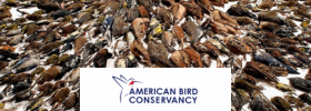 American Bird Conservancy