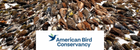 American Bird Conservancy American Bird Conservancy